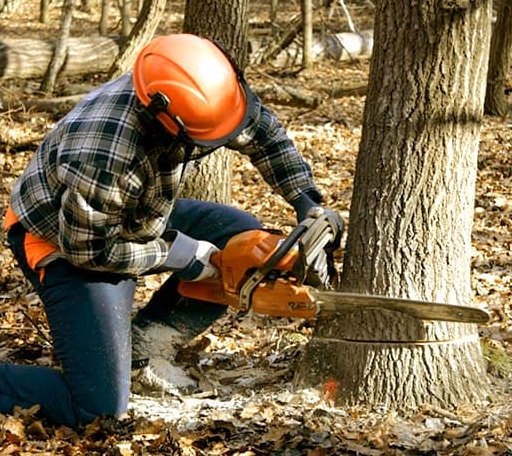 Tree Removal in Milford, TX